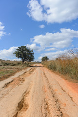 Naklejka premium Dirt road in Thung Salaeng Luang Nation Park, Thailand