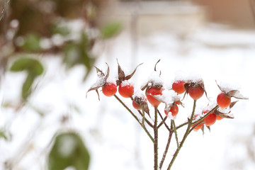 red berris in snow