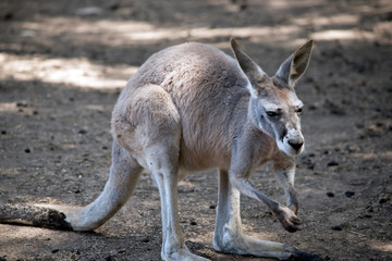 young red kangaroo