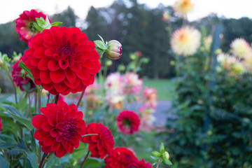 group of red flowers along a variety of plants in a garden on a spring afternoon
