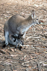 wallaby with joey