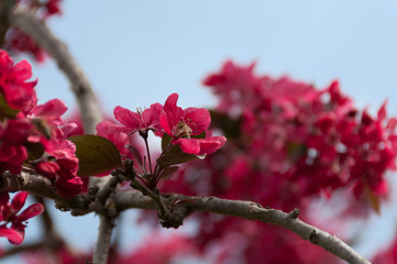 Bright pink, red ornamental peach tree flowers