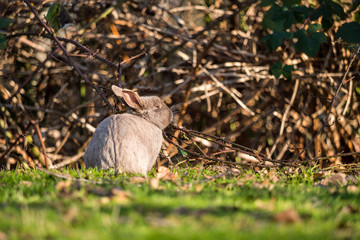 cute grey bunny eating leaves on branch on green grass field inside park under the sun