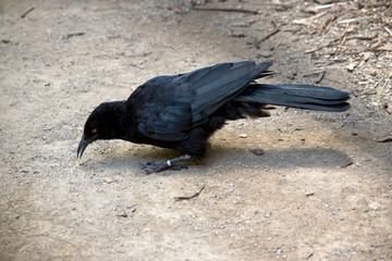 Fototapeta premium white winged chough