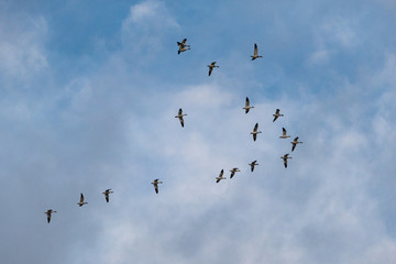 a flock of snow geese star to form a formation under cloudy blue sky