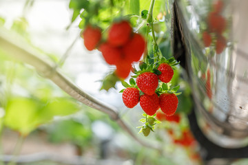 The hydroponics strawberry at greenhouse hydroponics farm with high technology farming in close...
