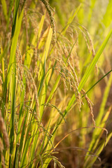 Organic Jasmine Rice in the Rice Field Background