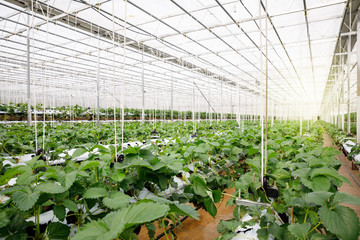 The hydroponics vegetable at greenhouse hydroponics farm with high technology farming in close...