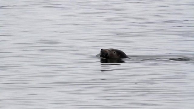 Lonley Seal swims in the water Beautifull shot of seal swiiming