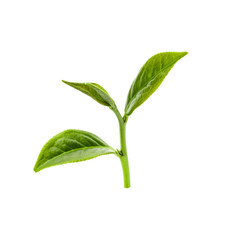 Green tea leaf isolated on white background, Fresh tea leaves on a white background