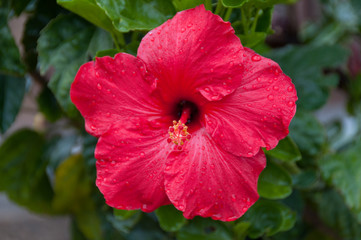 Bright red hibiscus flower close up floral background
