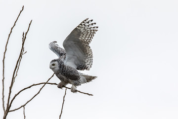 Snowy owl