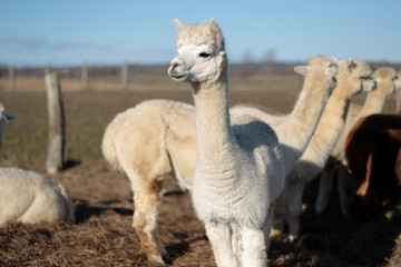 Obraz premium Alpaca on farm