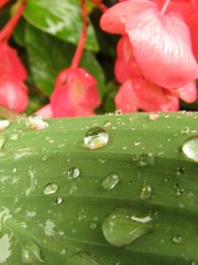 Close up of water drops on a leaf