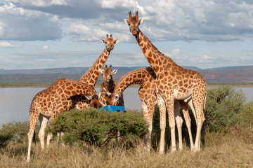 Rothchild's giraffe, Kenya, Africa