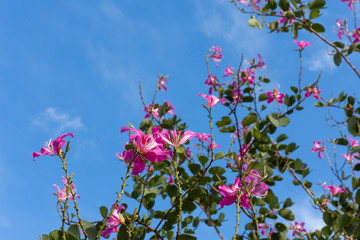 Phanera purpurea and blue sky.