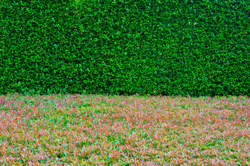 green leaves wall background, leaf wall nature background, 