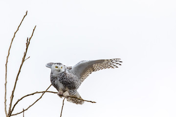 Snowy owl