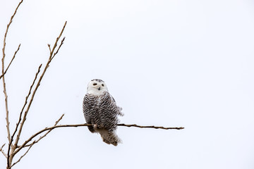 Snowy owl