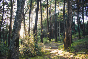 Obraz premium Bosque encantado