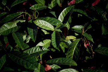 green leaves natural background wallpaper, texture of leaf, leaves with space for text 