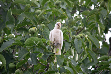 Corella sittting in tree 