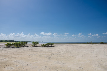 Stuary at Isla Blanca, Mexico