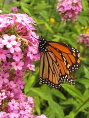 Monarch butterfly on small pink flowers