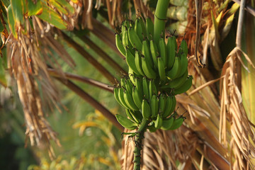 Obraz premium GREEN BANANAS ON A TREE