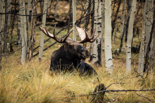 Mosse in the Aspens