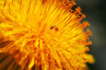 yellow dandelion flower close up, macro, spring background. Closeup of yellow spring flowers with ant insect on the ground