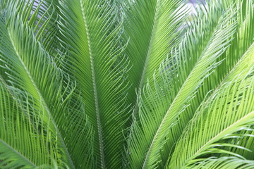 Naklejka na ściany i meble Palm Fronds Nature