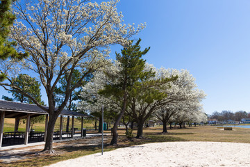Picnic shelters and blooming dogwood trees at Mount Trashmore Park in Virginia Beach, Virginia.