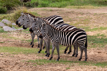 Fototapeta na wymiar Zebras in a line, Masai Mara, Kenya, Africa