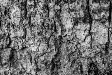 bark of a tree