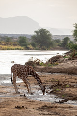Fototapeta na wymiar Reticulated giraffe drinking, Kenya, Africa