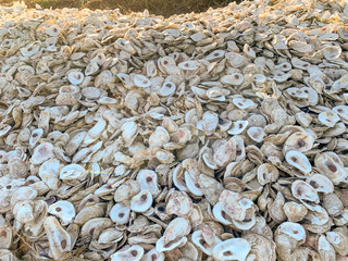 Shells recycling in Florida
