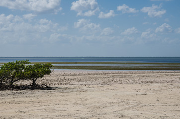 Stuary at Isla Blanca, Mexico