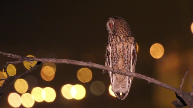 Long eared owl standing on branch at night