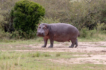 Hippopotamus on land on the Masai Mara, Kenya, Africa