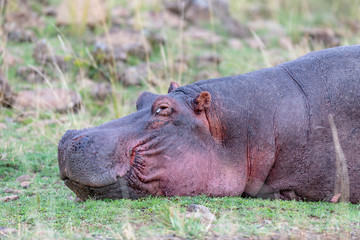 Hippopotamus close-up, Kenya Africa