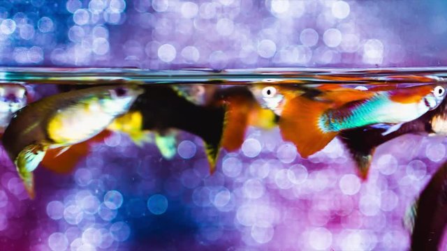 Group of attractive colorful guppy swimming, close up footage.