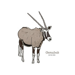 Standing Gemsbok with two horns, hand draw vector.