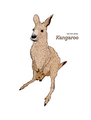 Kangaroo hand drawing.