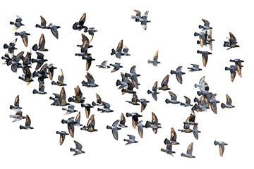 flock of speed racing pigeon flying against white background