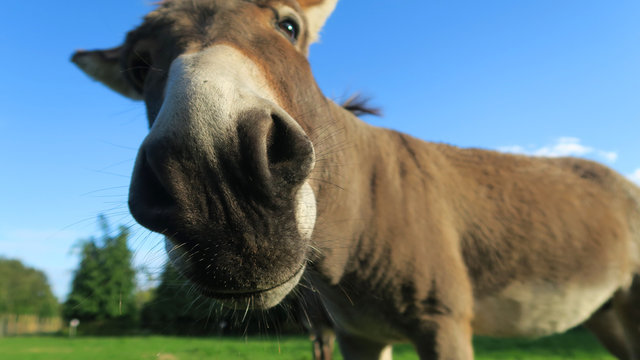 Burro