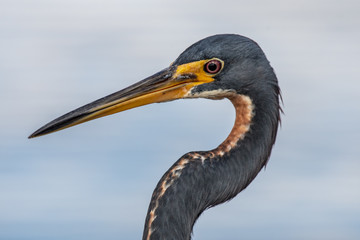portrait of a Tri Colored Heron