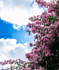 flowers on blue sky background