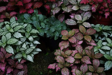Fototapeta premium Colorful leaves in garden