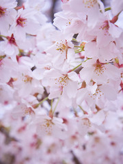 桜の花　クローズアップ　一面